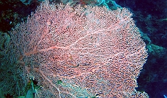 IMG_0176rf_Maldives_Madoogali_Plongee 1_House reef_Gorgone_Subergorgia mollis